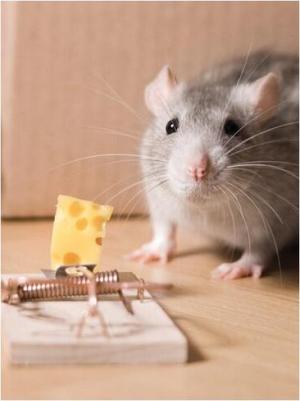 Крысоловка деревянная, 15,5x7,5 см – фото 7