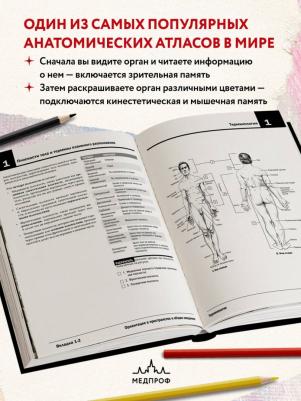 Анатомия Неттера: Атлас-Раскраска – фото 4