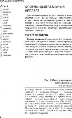 Книга Анатомия Человека: компактный Атлас-Раскраска – фото 2