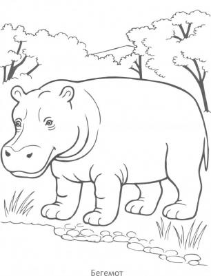 Первые уроки. Раскраска "Животные жарких стран" – фото 1