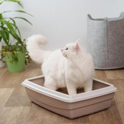 Туалет для кошек с бортиком, 54х40х14 см, бежевый – фото 3