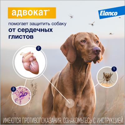 Капли для собак АДВОКАТ 100 от чесоточных клещей, блох и гельминтов 1мл 1 пип – фото 13