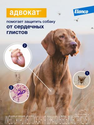 Капли для собак АДВОКАТ 250 от чесоточных клещей, блох и гельминтов 2,5мл/1 пип – фото 2