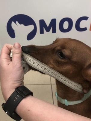 Воротник защитный для собак на липучке № 35, черный – фото 4