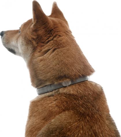  Bayer Ошейник для собак ФОРЕСТО от 8кг от клещей, блох и вшей, защита 8 месяцев 70см – фото 2