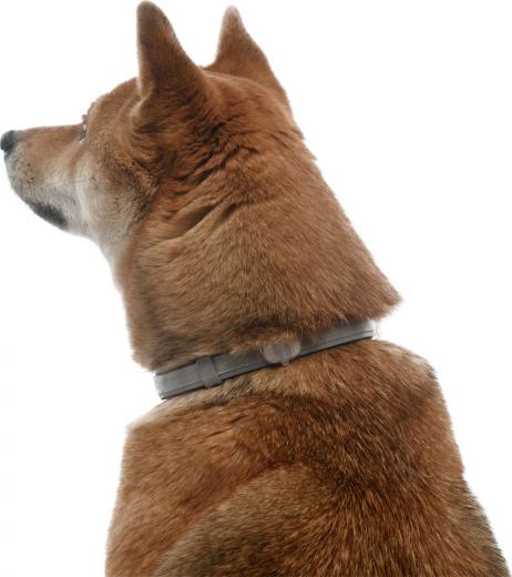 Ошейник для собак ФОРЕСТО от 8кг от клещей, блох и вшей, защита 8 месяцев 70см – фото 17